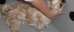 banho-e-tosa-de-animais-pinhais-1379123092