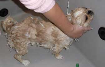 Penélope Chamorsa Banho & Tosa - Foto 1