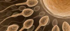 clinicas-de-fertilizacao-humana-pinhais-1379378058