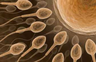 Menarski e Menarski - Foto 1