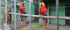 criadores-de-animais-pinhais-1379126250