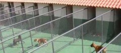 hotel-para-animais-pinhais-1379127220