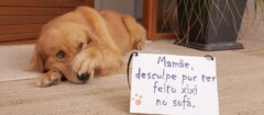 dog-1428154714