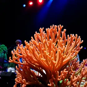 Coral Italiano Belvedere