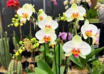 17ª Exposição de Orquídeas, Cactos e Suculentas de São José dos Pinhais