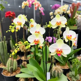 17ª Exposição de Orquídeas, Cactos e Suculentas de São José dos Pinhais