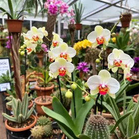 Exposição de Orquídeas
