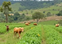 Transição Agroecológica