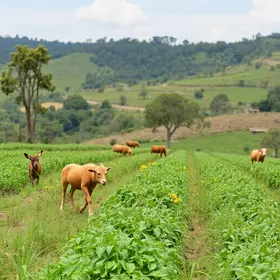 Transição Agroecológica