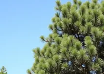 regulação de pinus e eucalipto