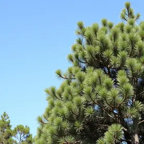 regulação de pinus e eucalipto